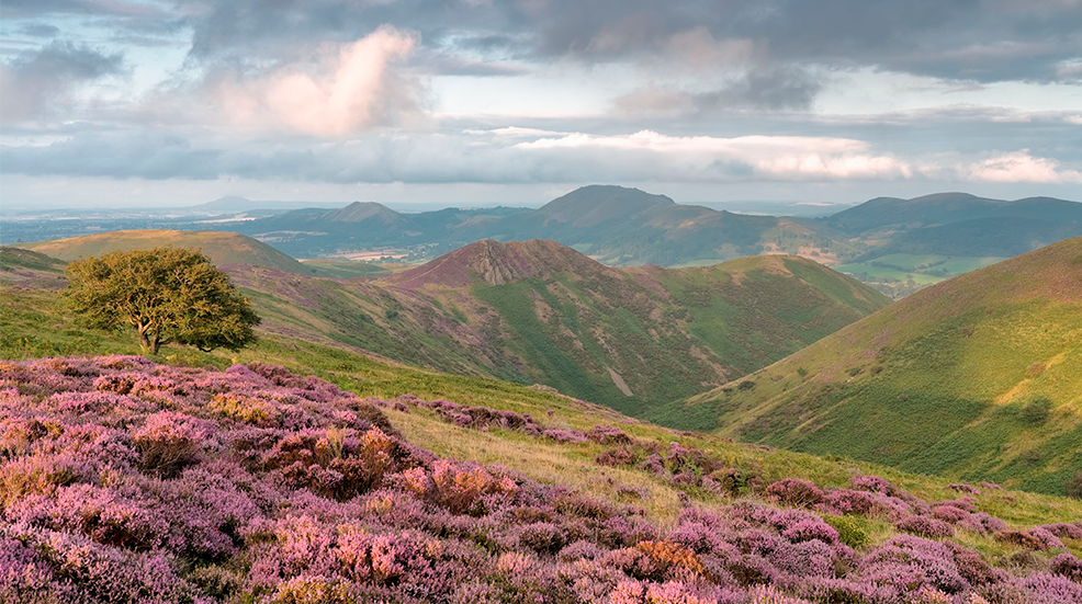 A blooming heather field after the rain in Long Mynd, England